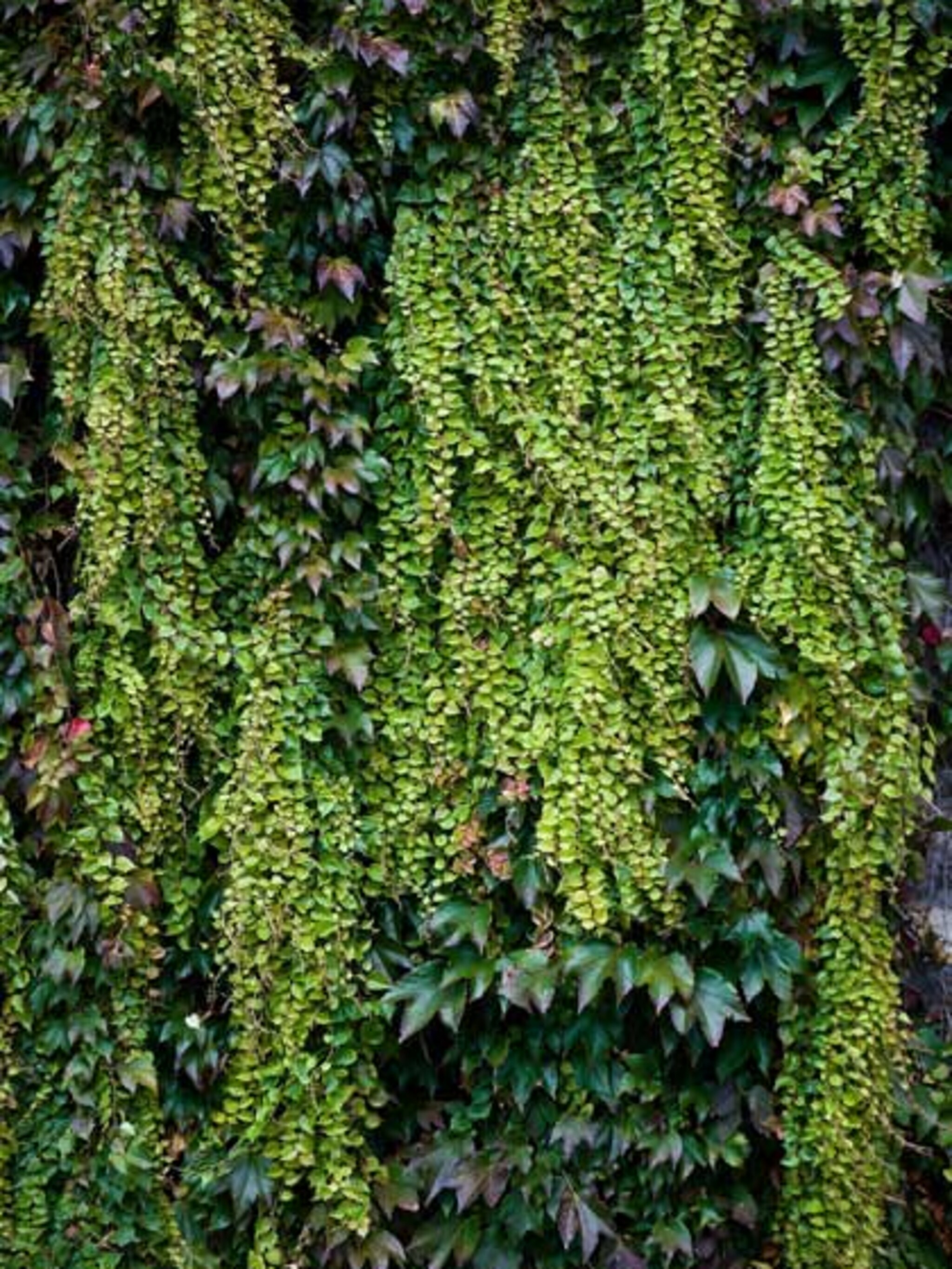 klimplanten planten