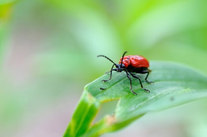 leliehaantje insect