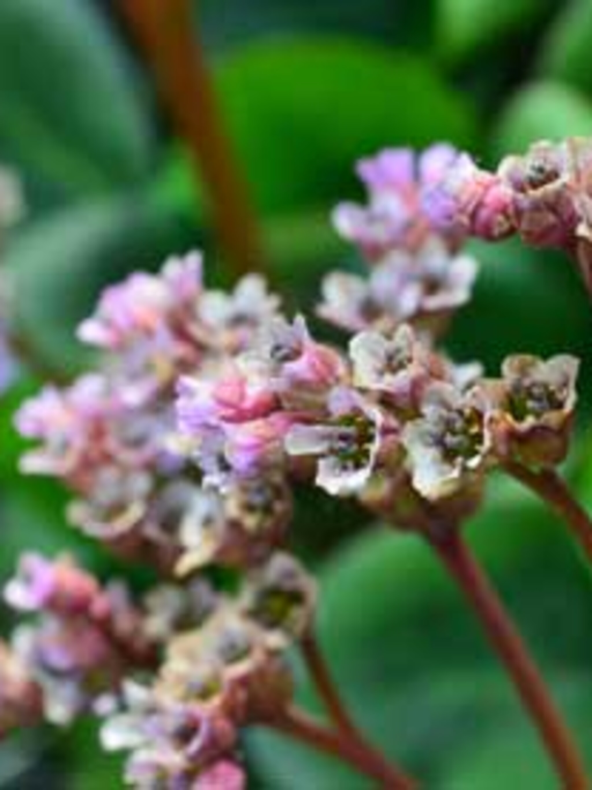 schaduwplanten