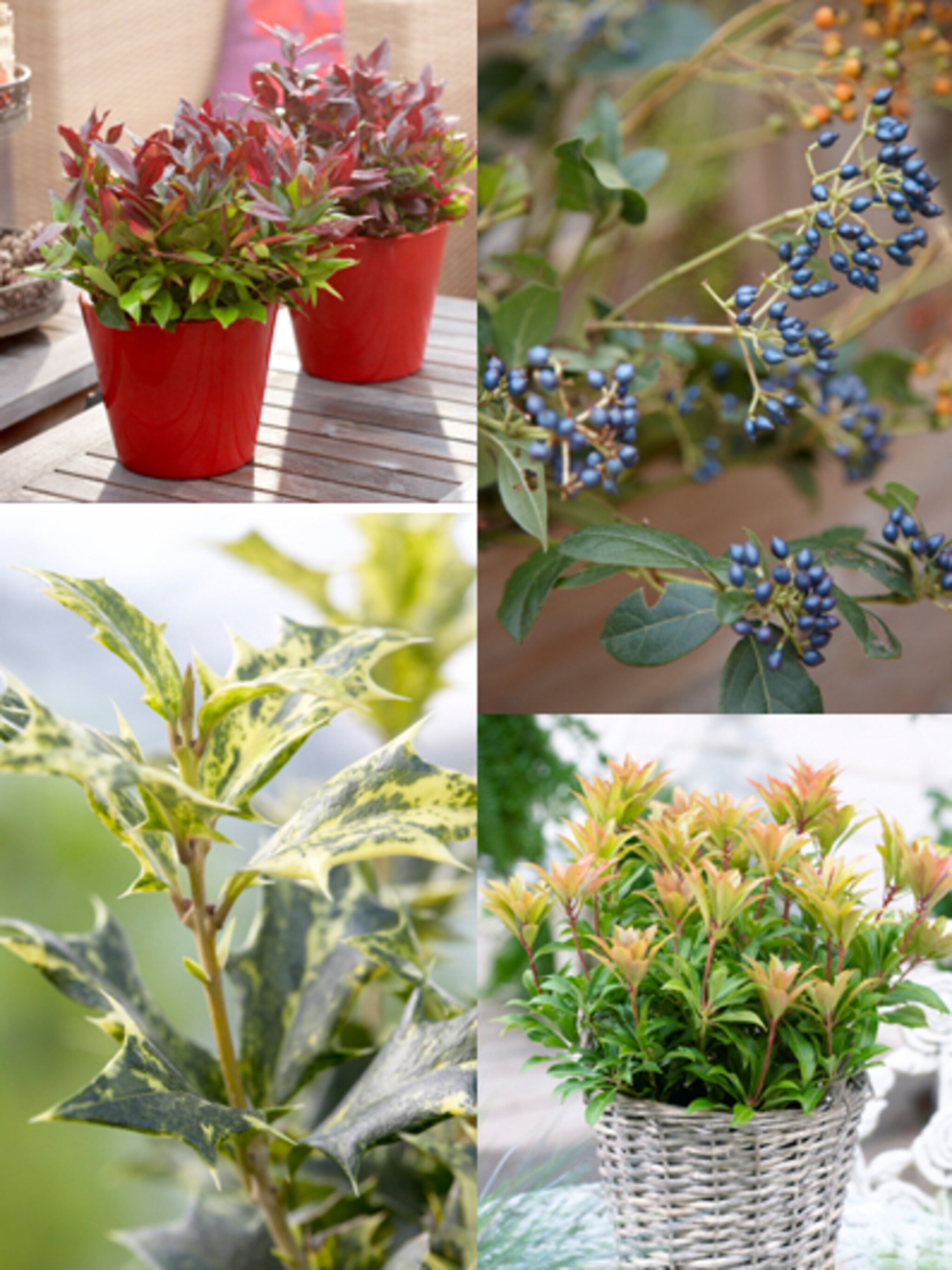 spannend wintergroen