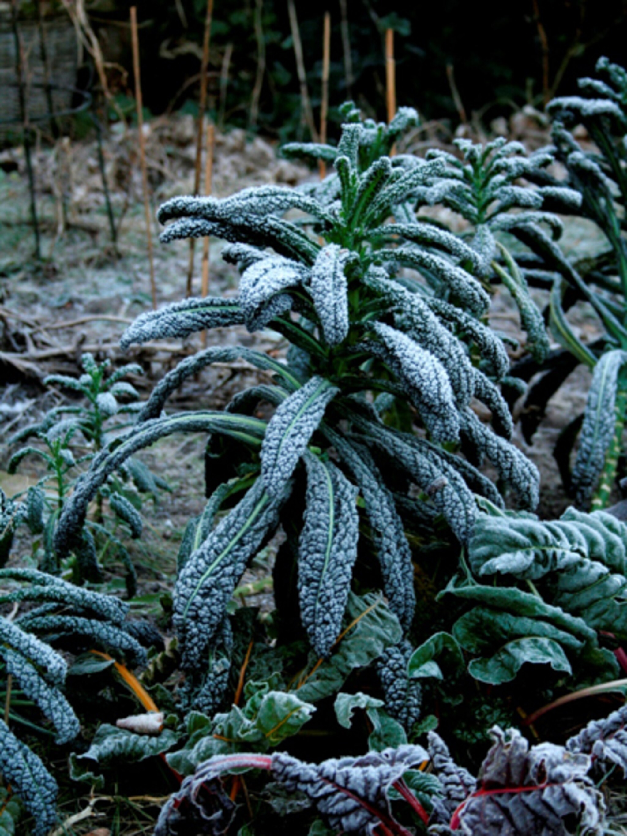 wintergroenten