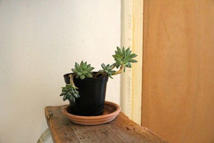 Gratis plant