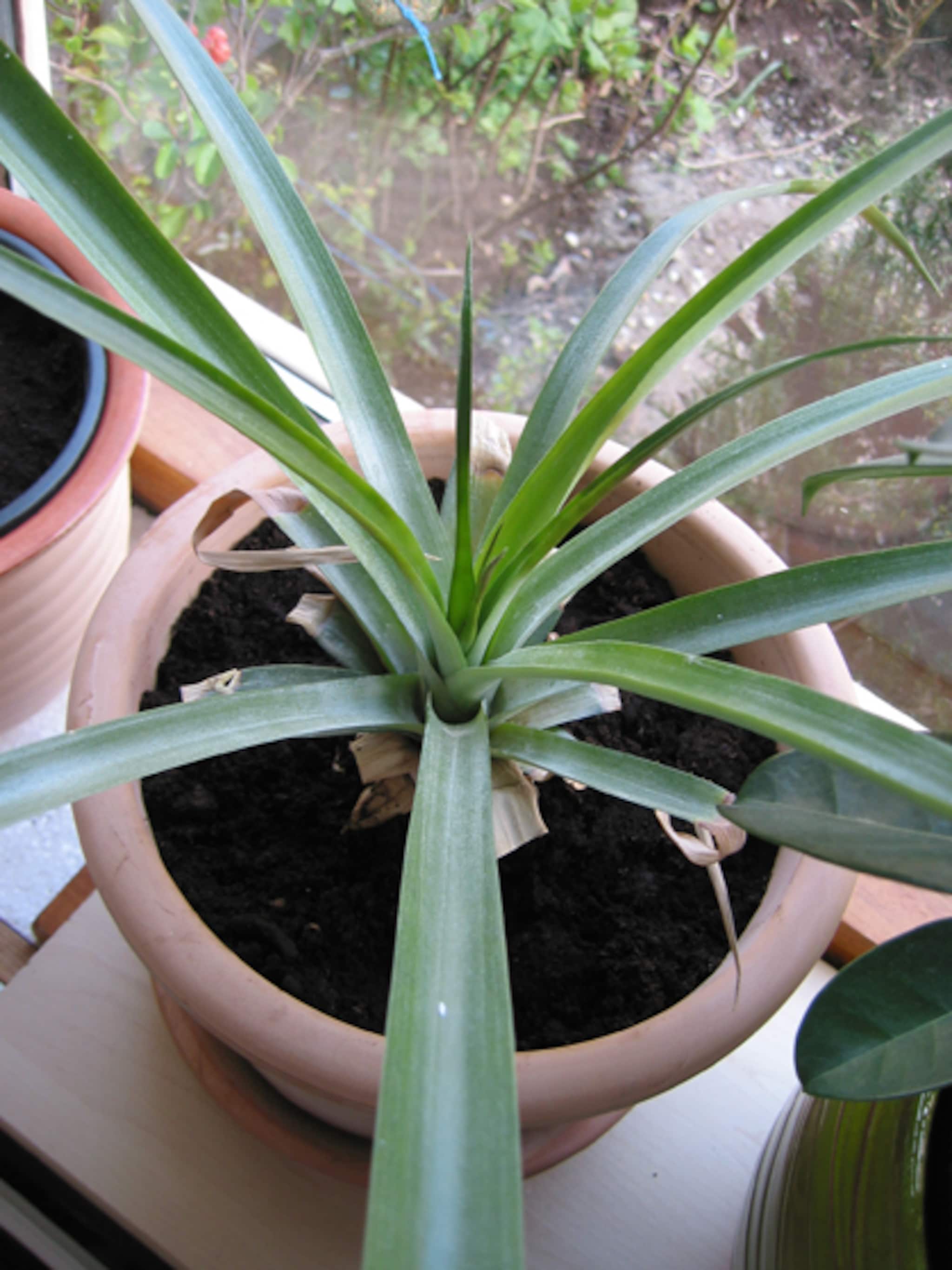 ananas als kamerplant