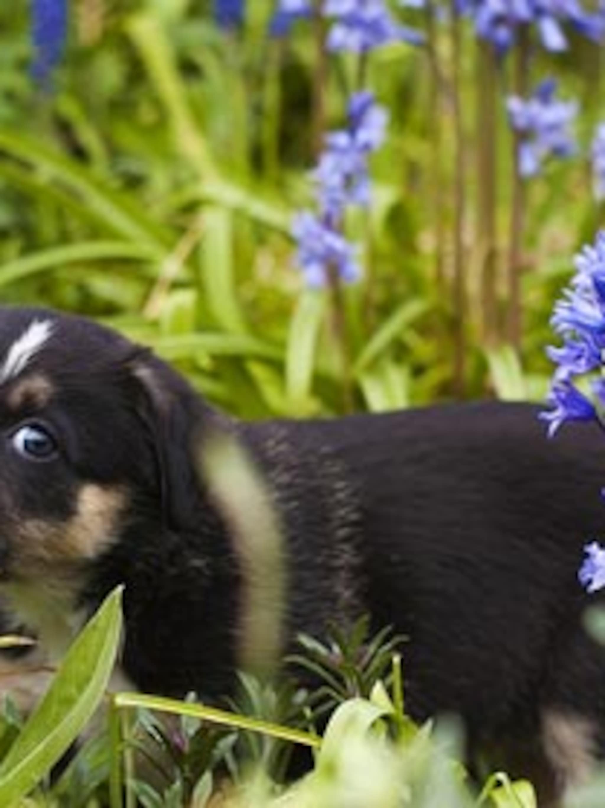 giftige tuinplanten voor honden en katten