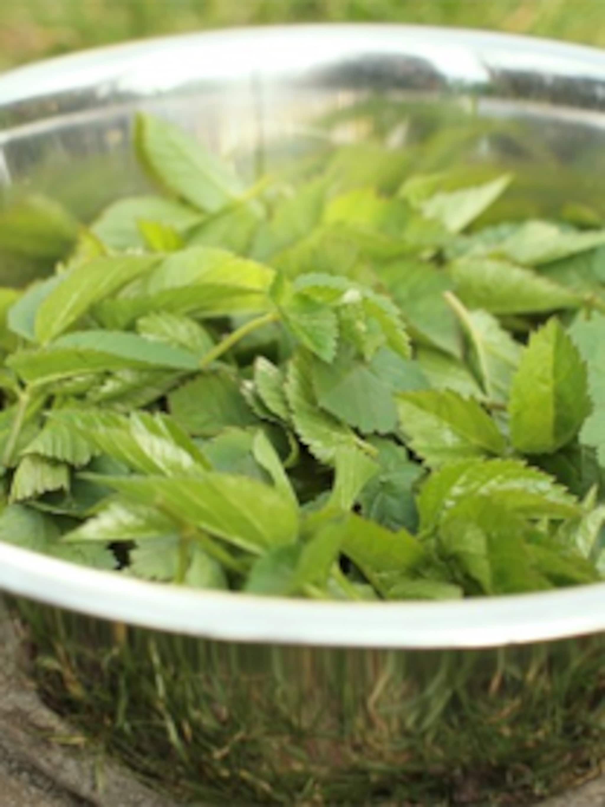 zevenbladpesto