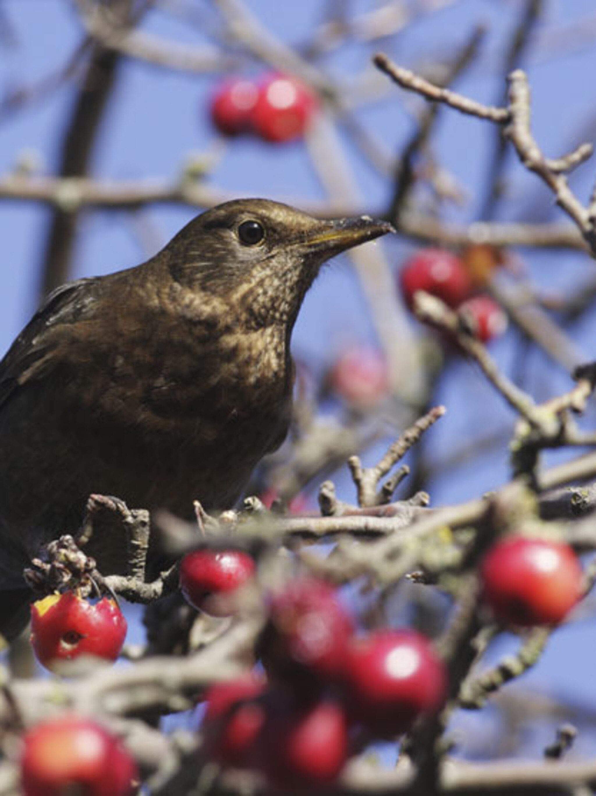 bessenstruiken voor vogels