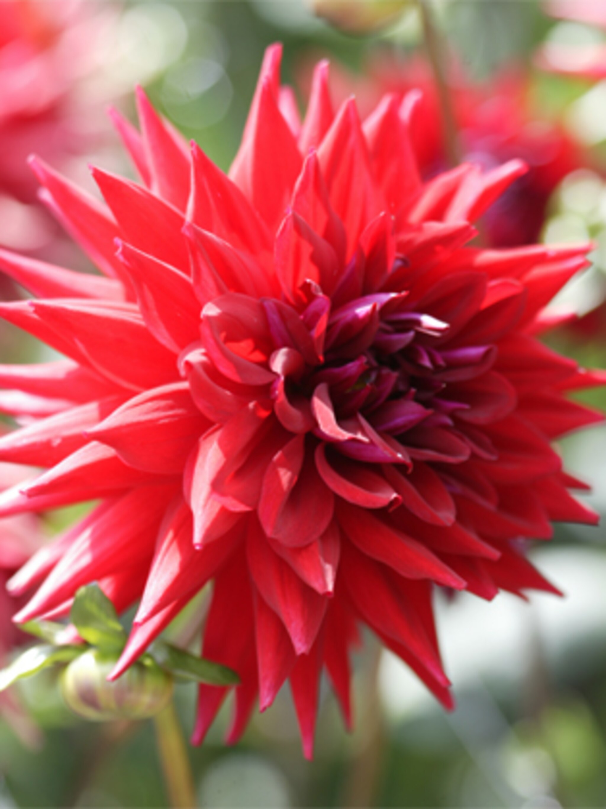 dahlia stekken
