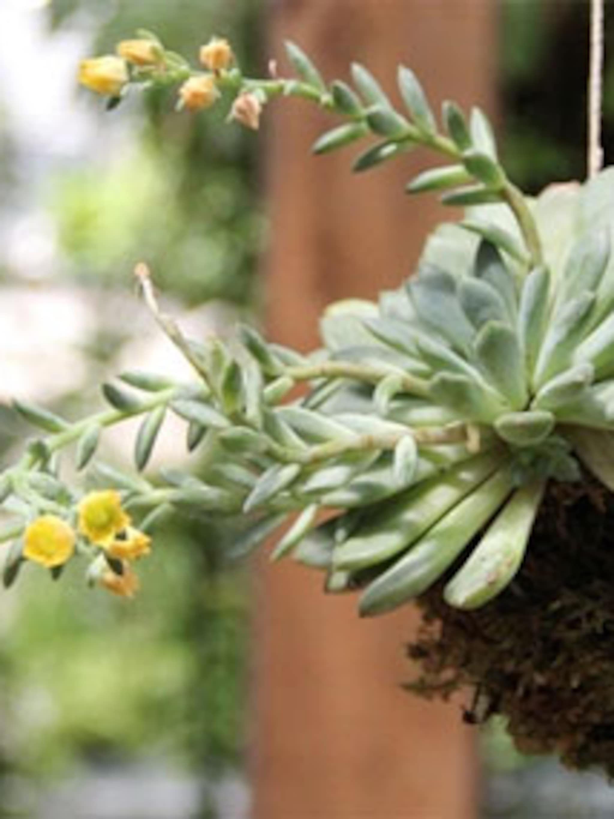 kokedama maken