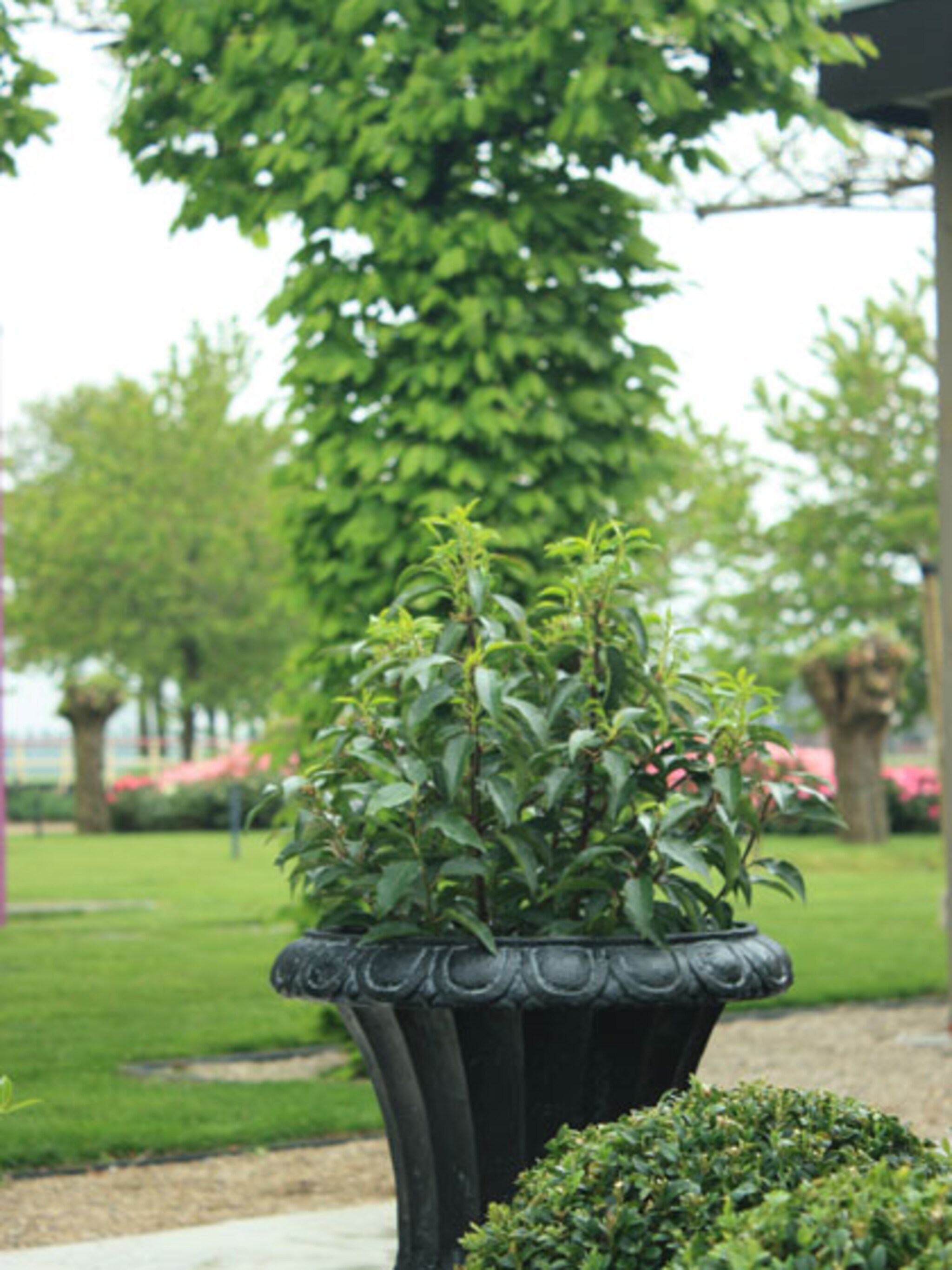 klassieke tuin