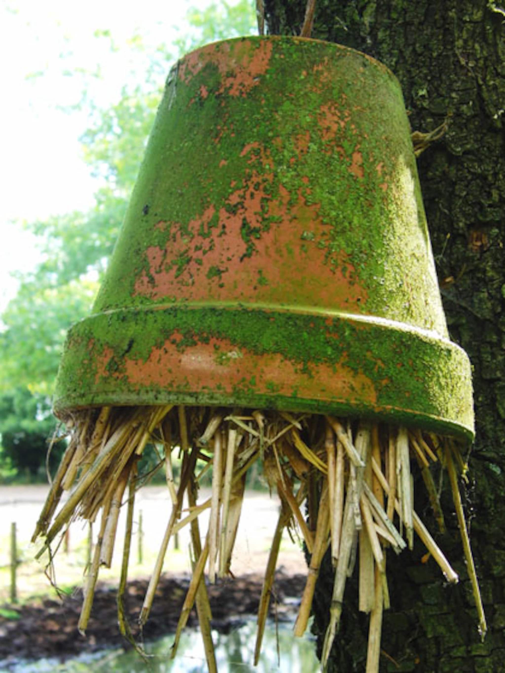 oorwormpot maken