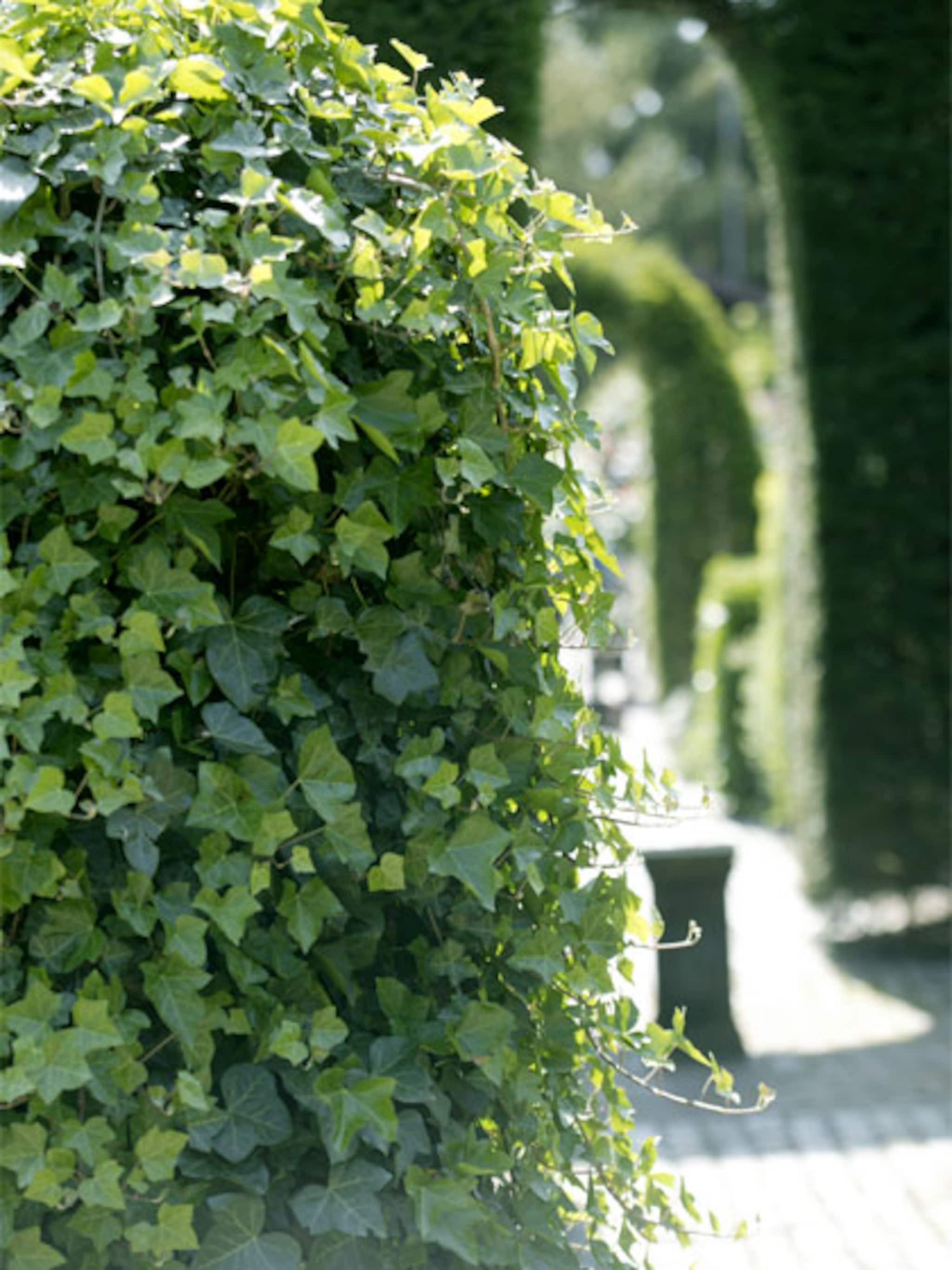 klimop hedera planten