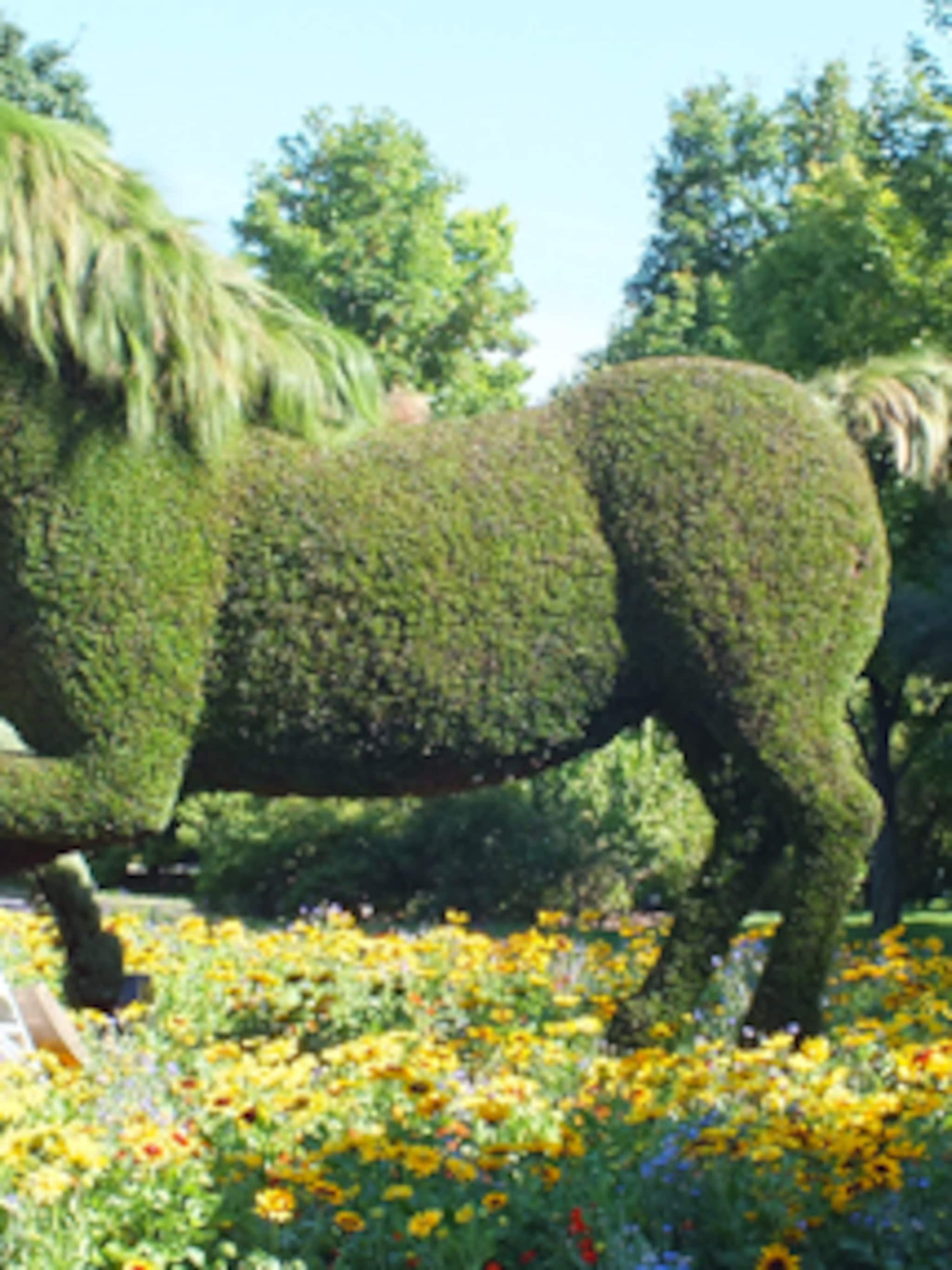 paard van gras