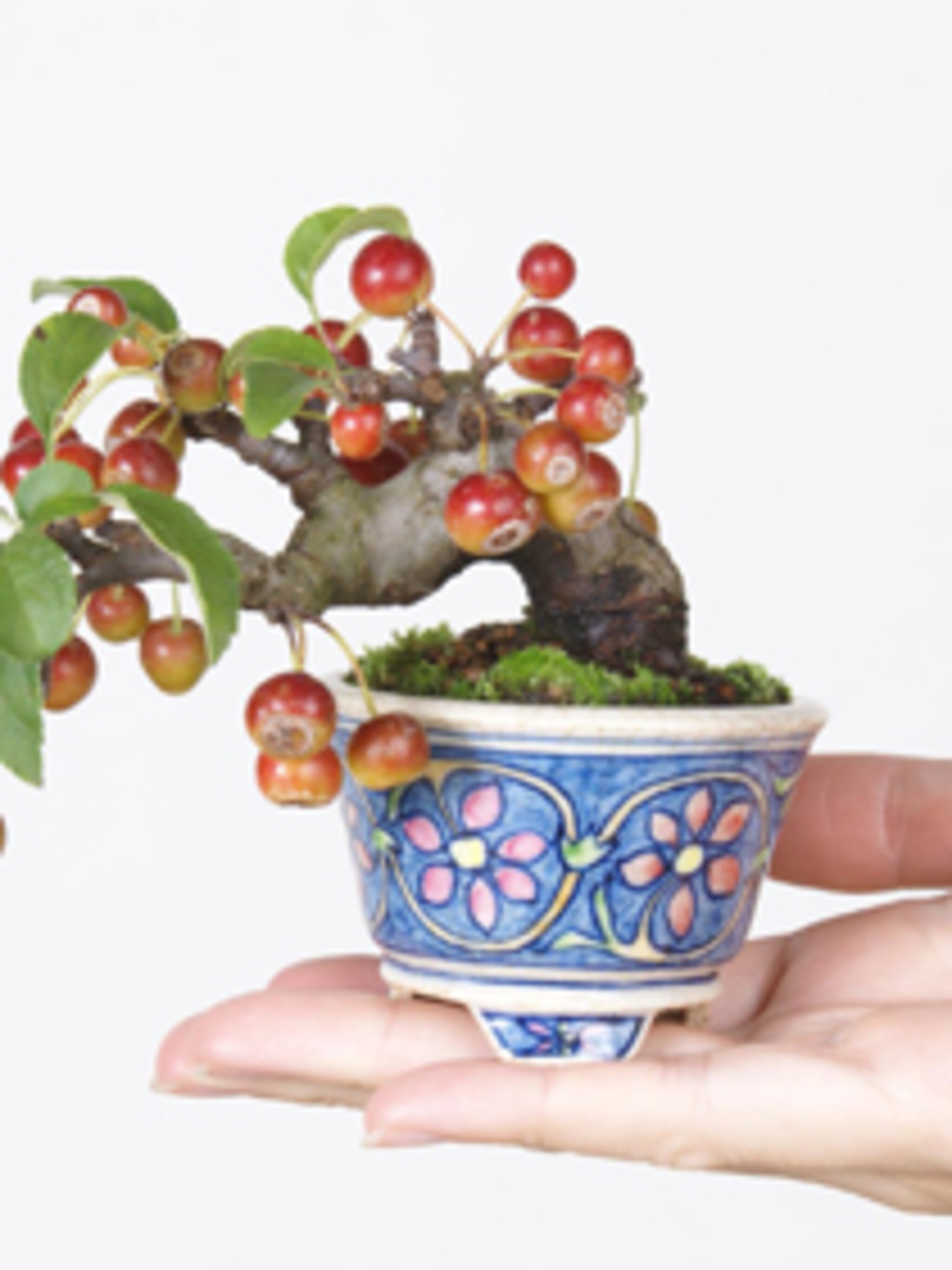 bonsai inspiratie