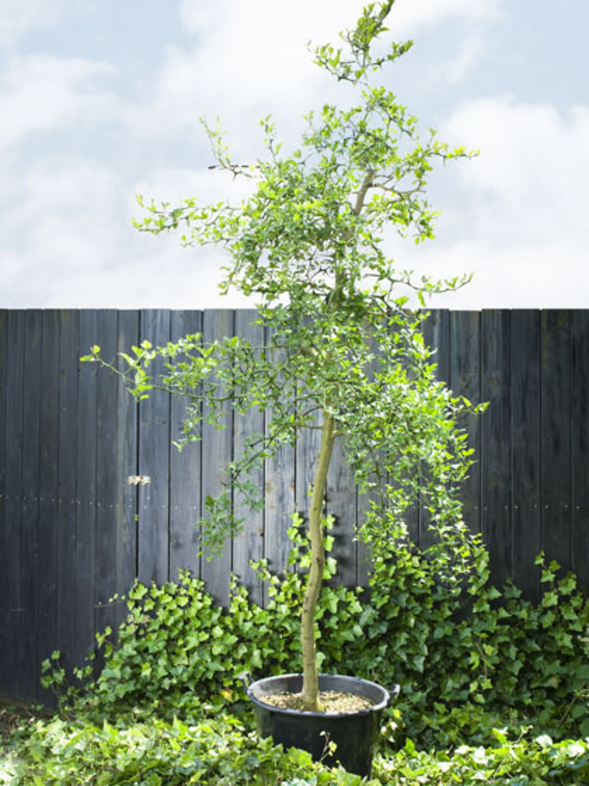 boom planten