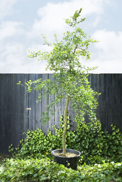 boom planten