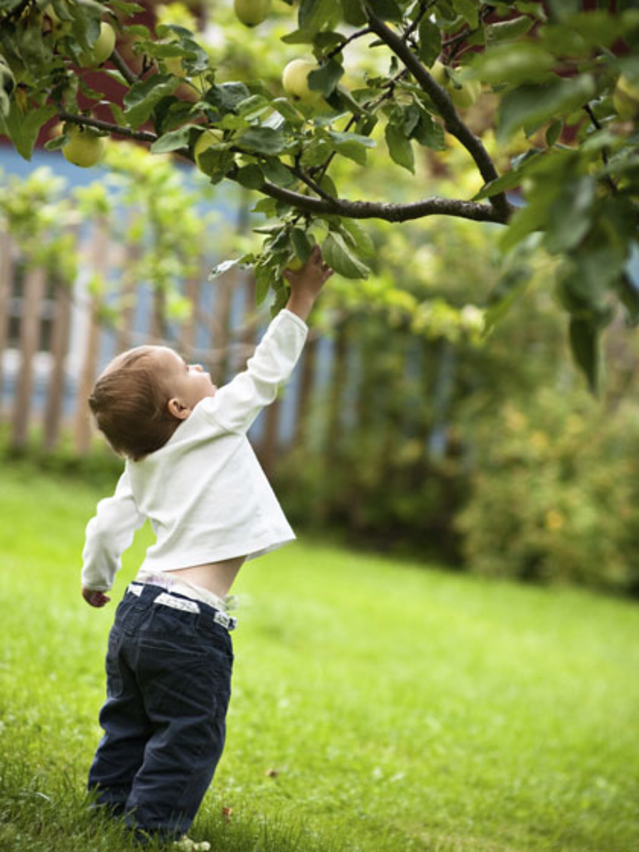 appelboom kiezen