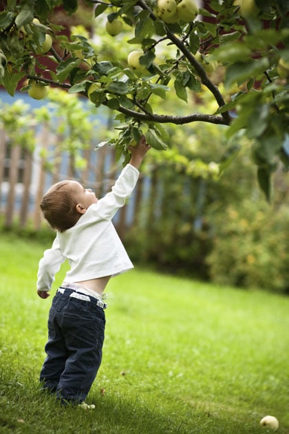 Appelboom Kopen