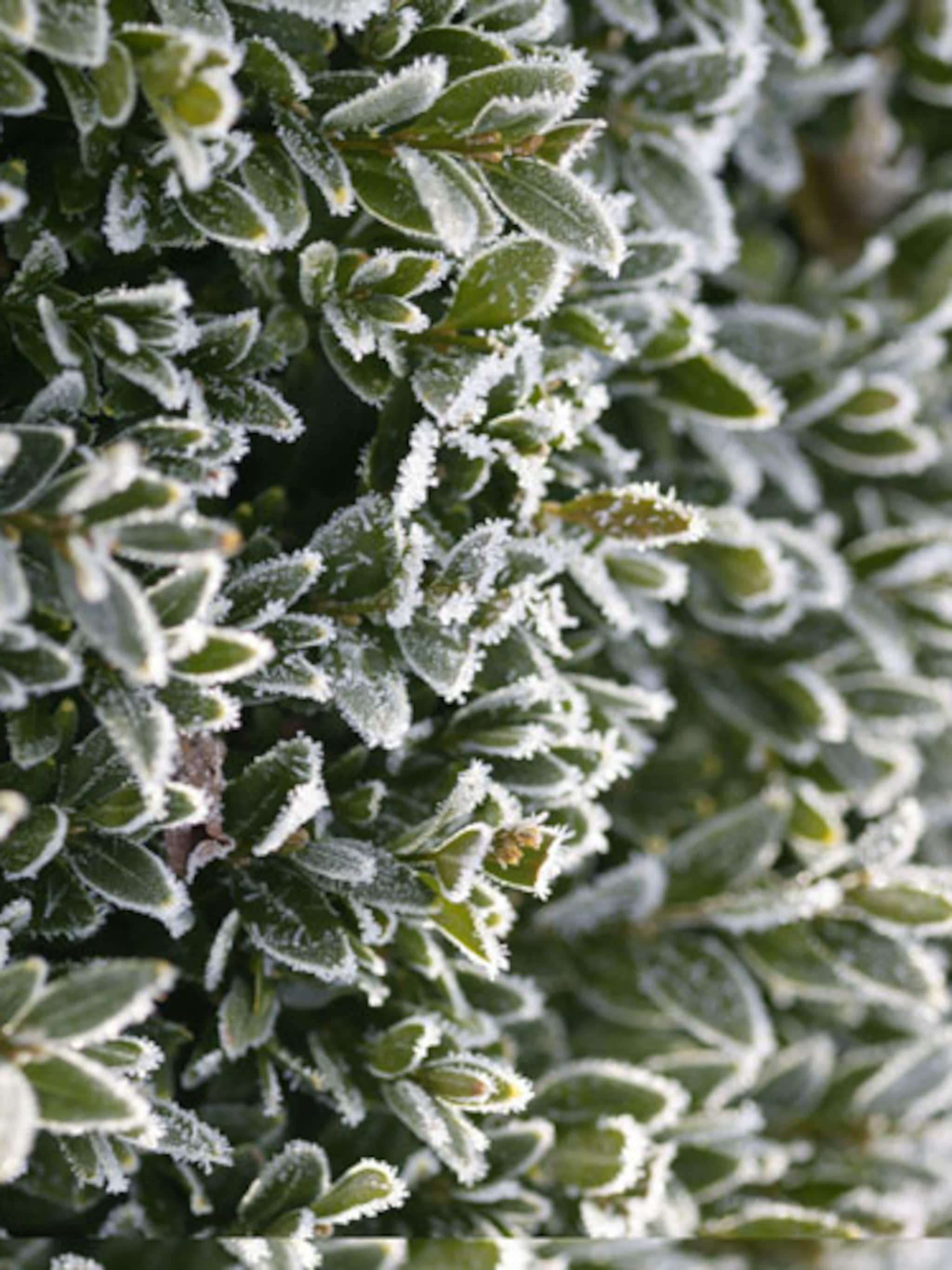wintergroen en winterhard