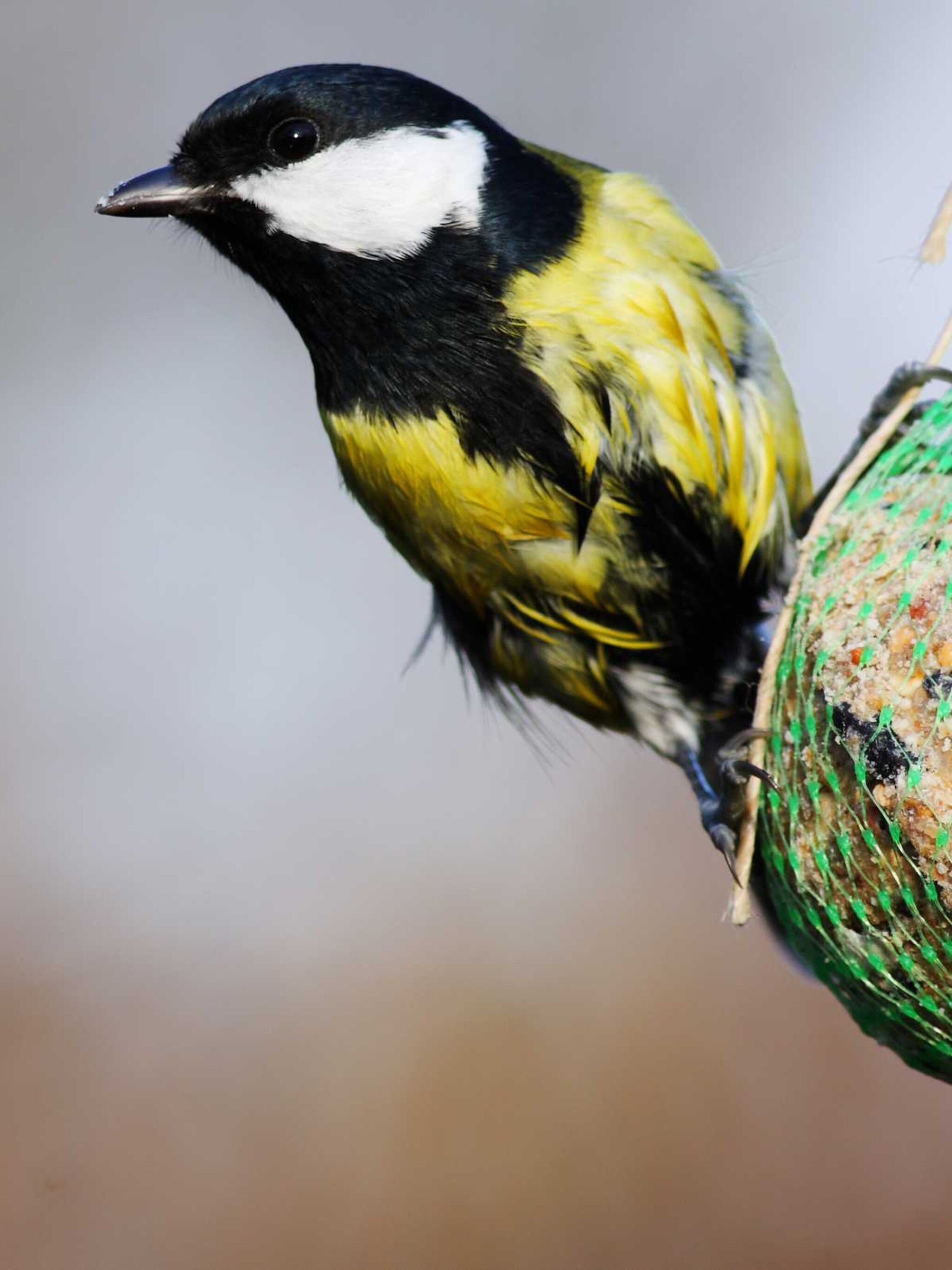 dankzij deze diy vetbollen zullen de vogels de winter overleven