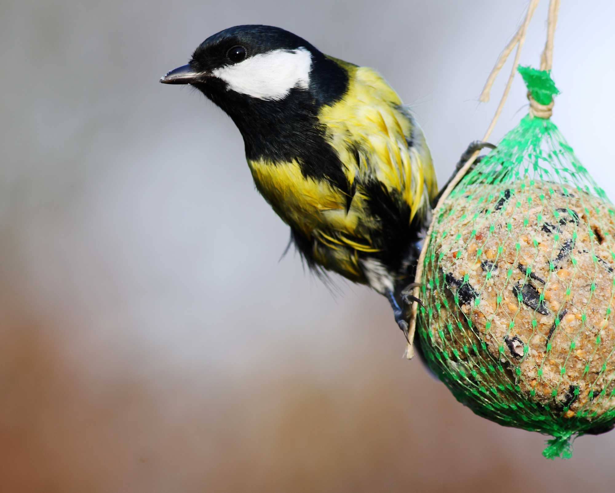 beeld vtwonen Shutterstock / Sebastian Knight