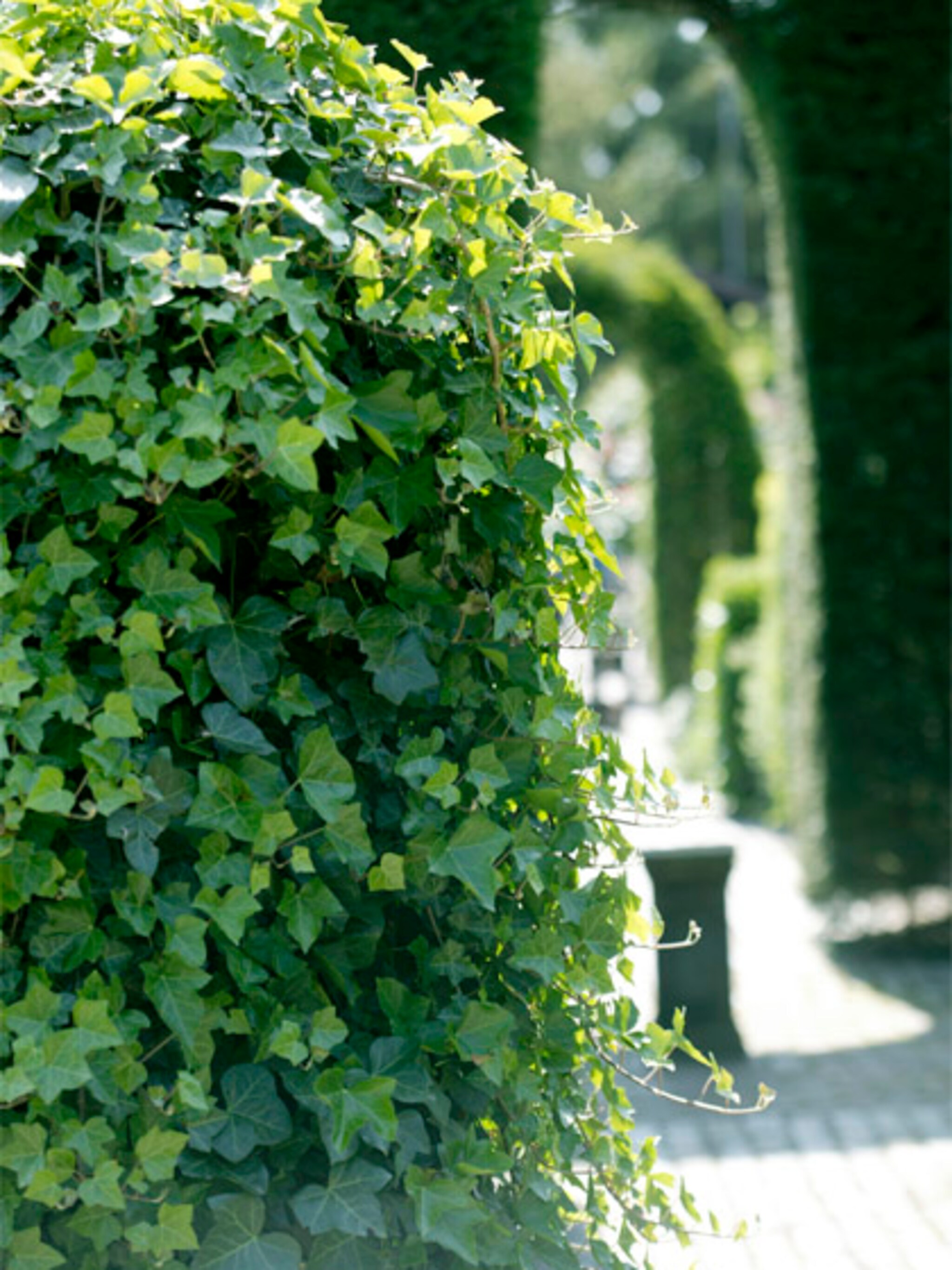 groene erfafscheiding