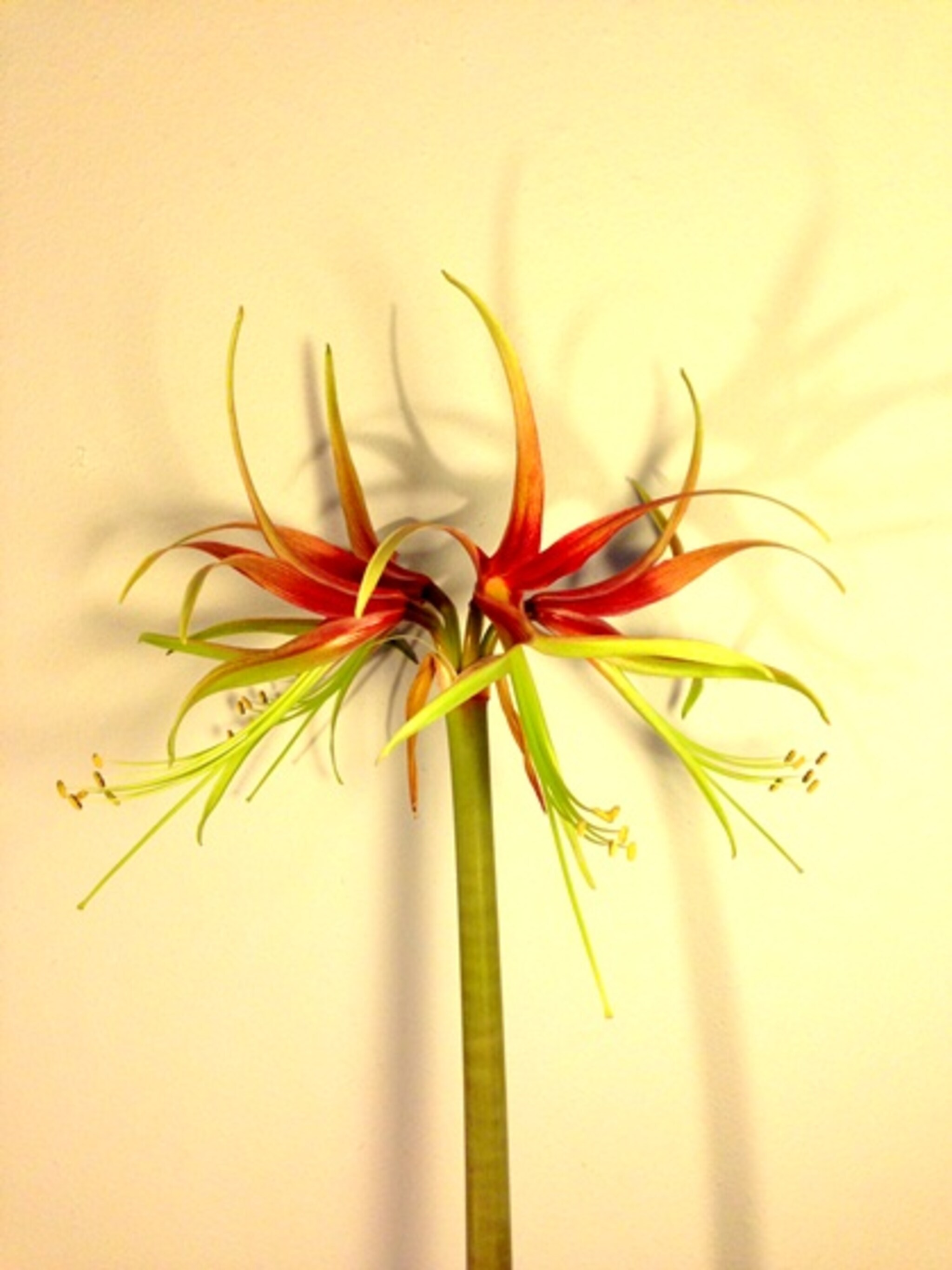 amaryllis chico