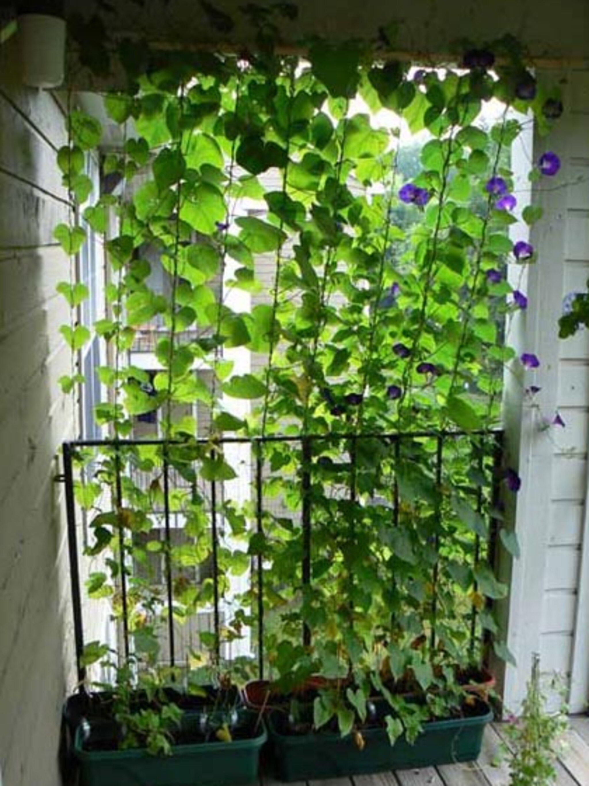 hoe creeer je privacy in de tuin