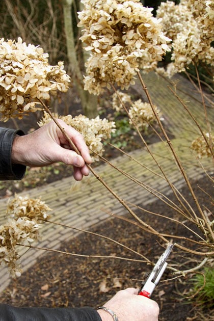 Puimhortensia snoeien