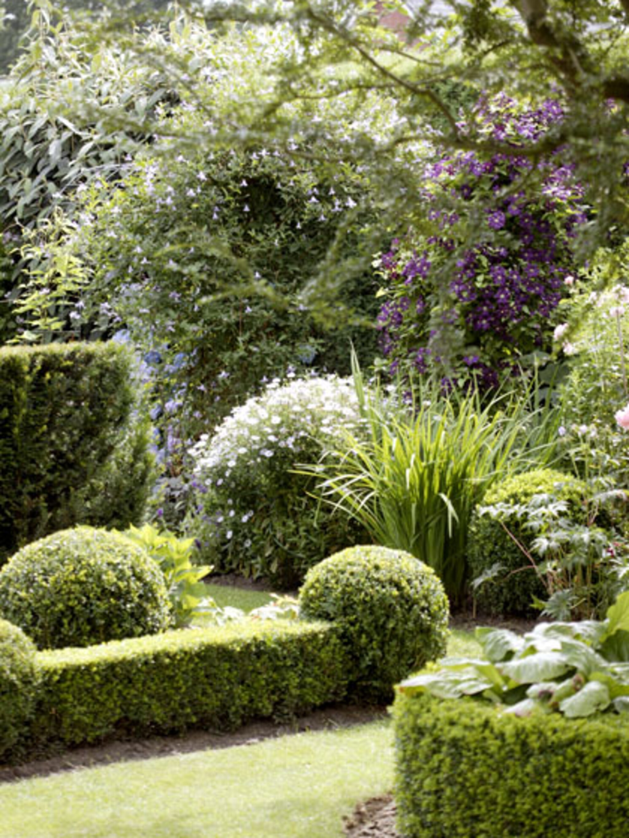 buxus planten