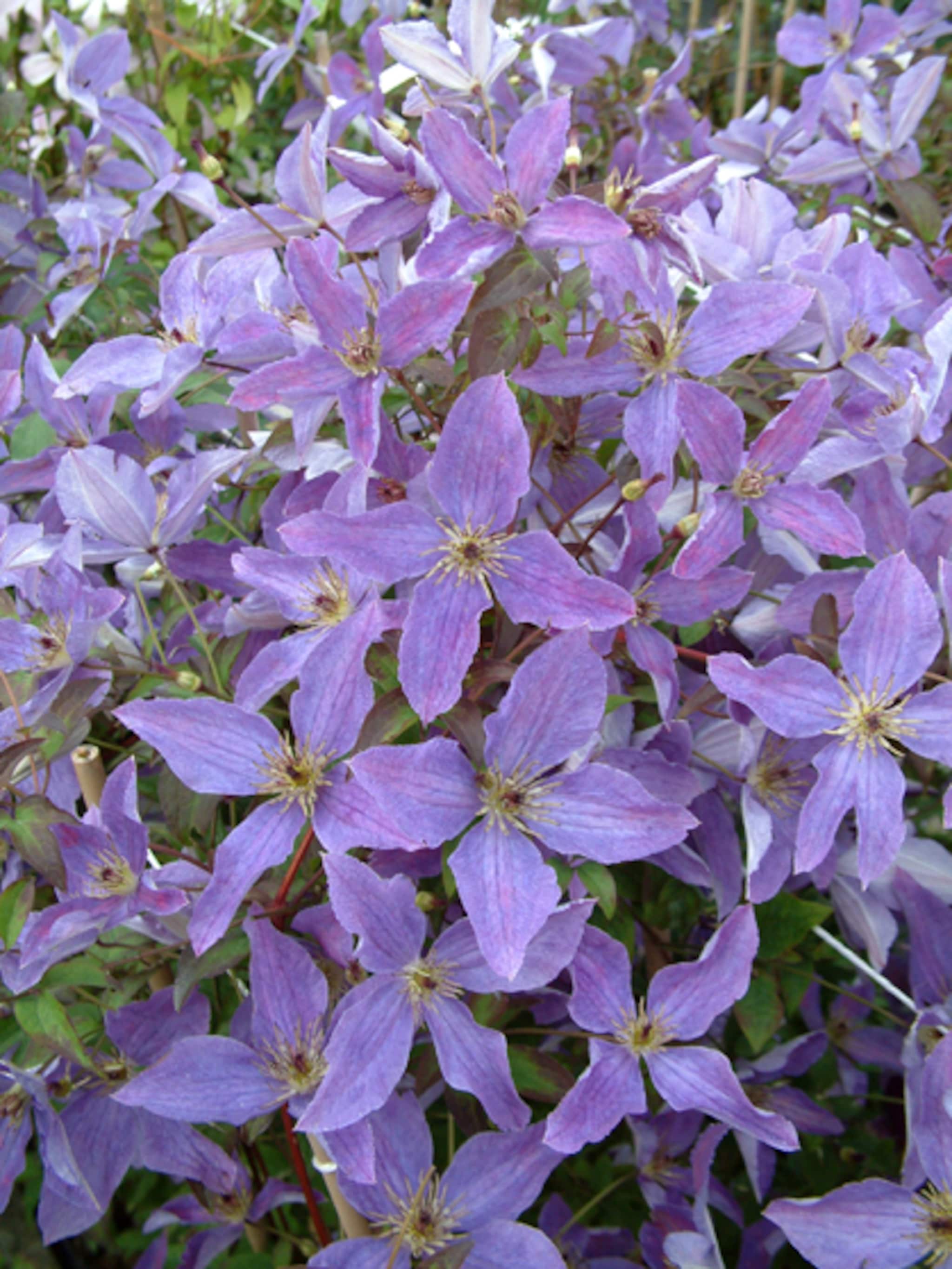 clematis stekken