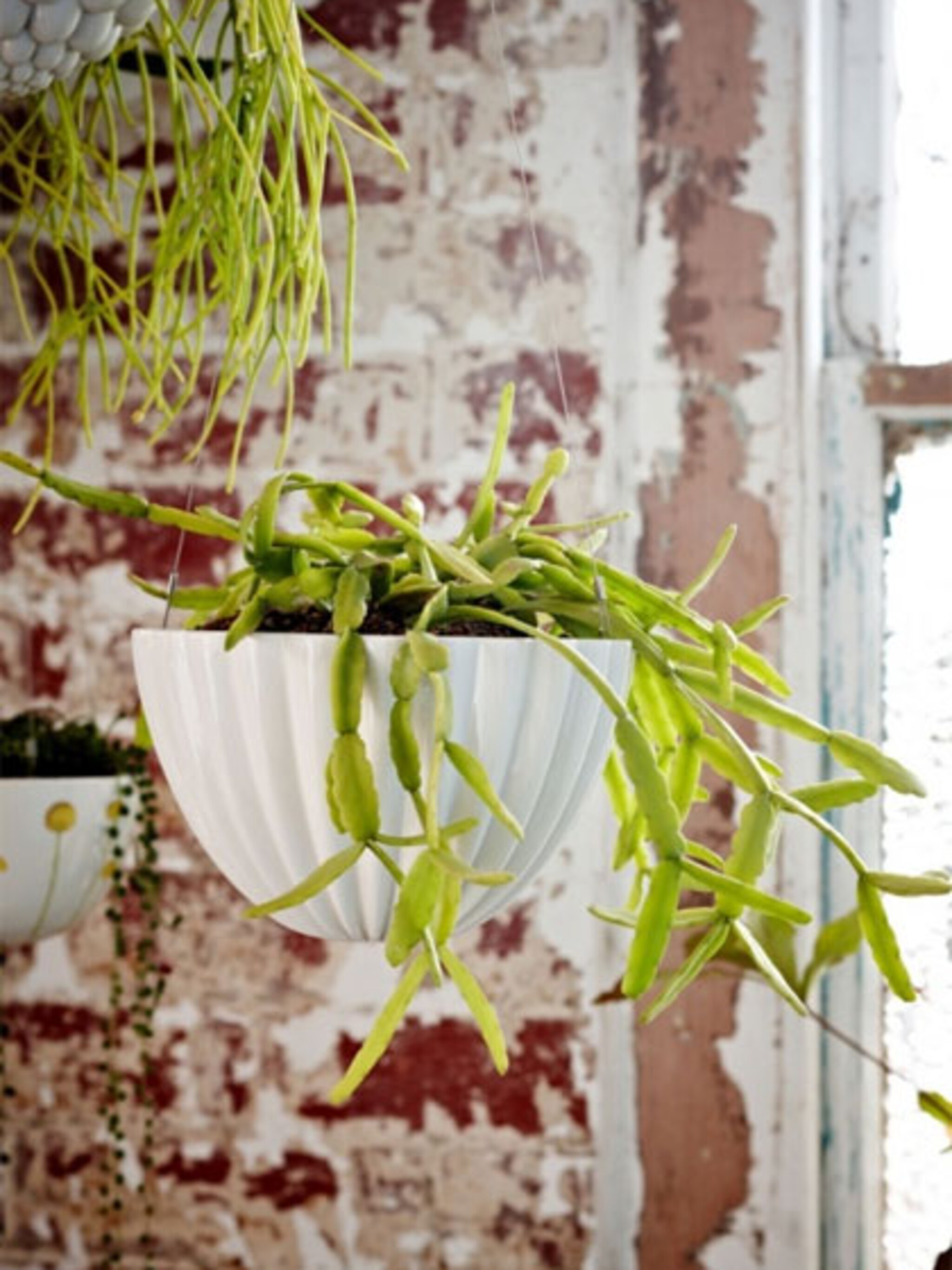 hangplanten zijn terug