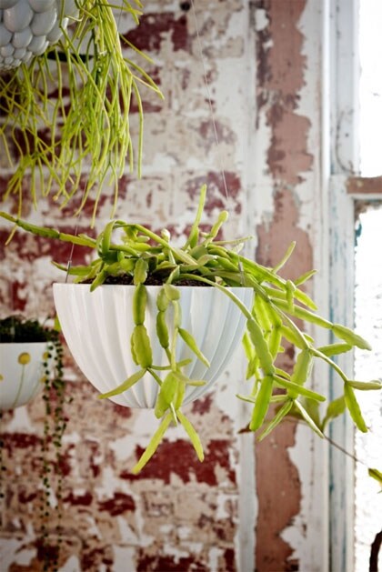 Hangplanten