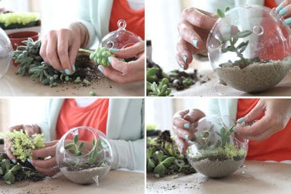 Terrarium maken