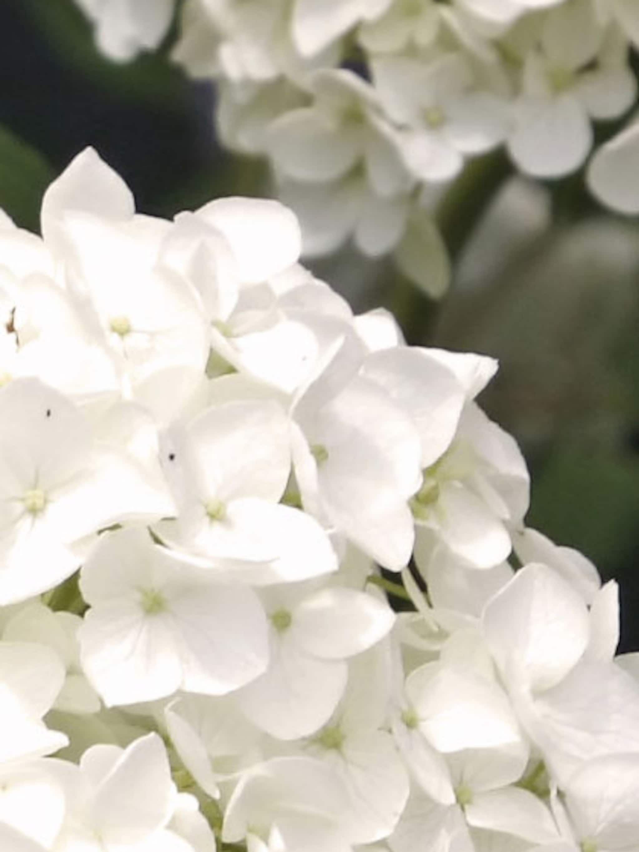hortensia soorten