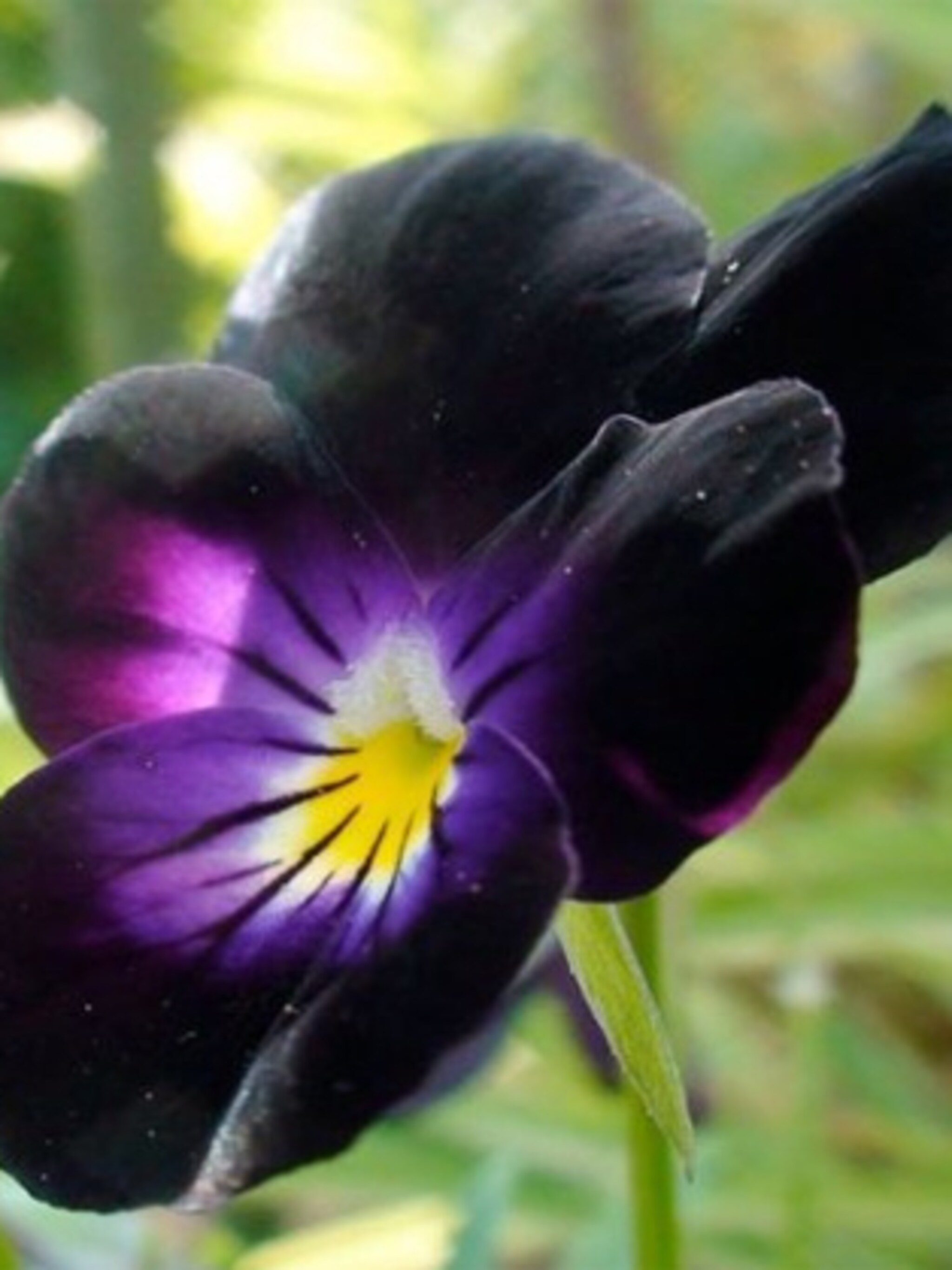 mysterieuze bloemen