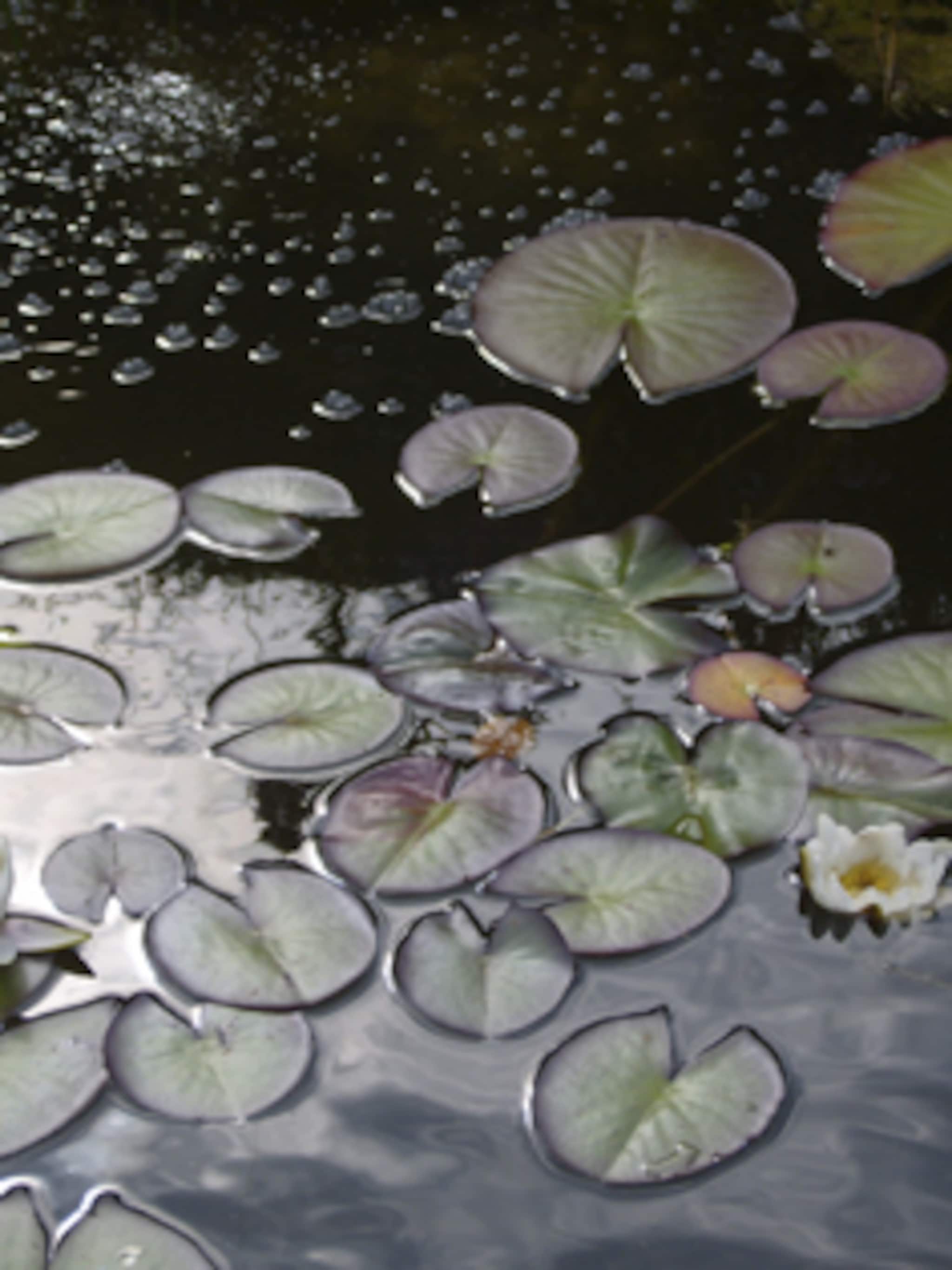 folievijver aanleggen