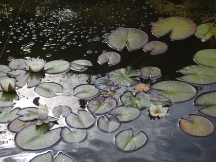 Folievijver aanleggen