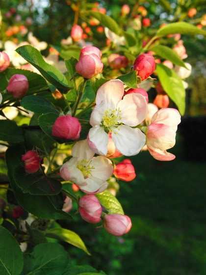 Malus Boompje