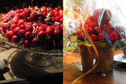 Malus appeltjes