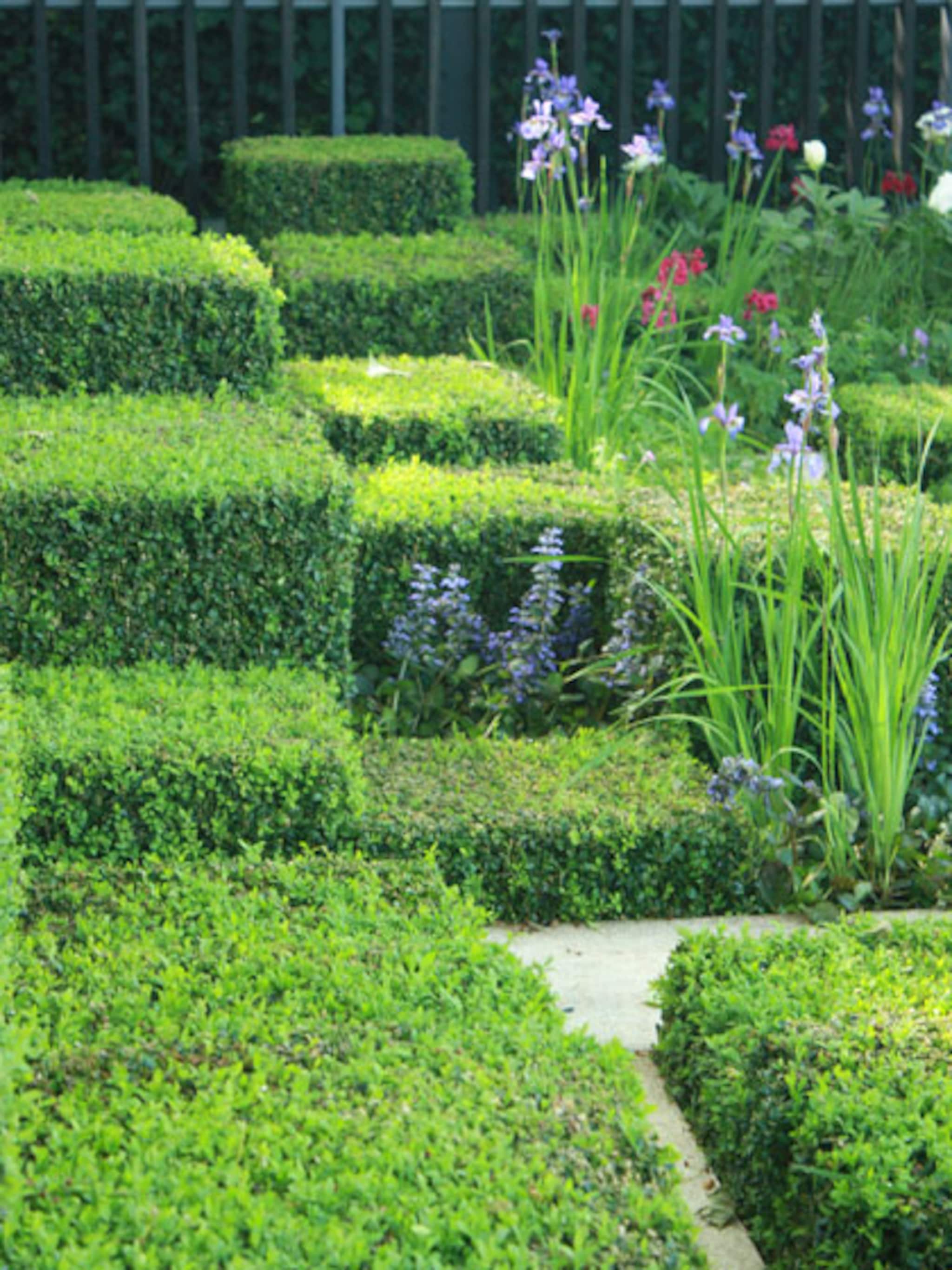 buxus ziekte herkennen bestrijden of nog beter vermijden