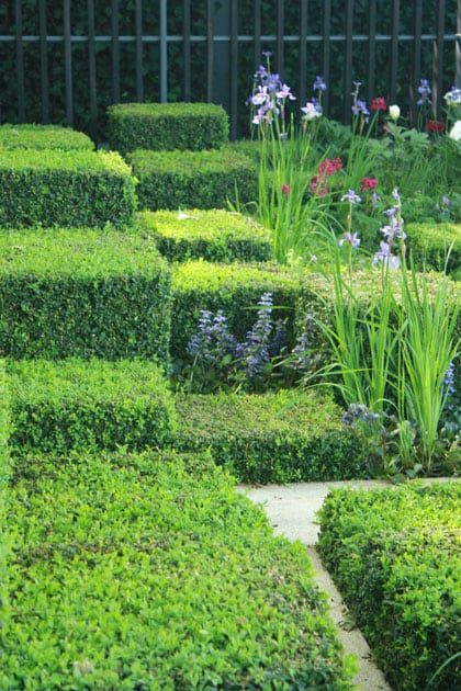 Buxus ziekte