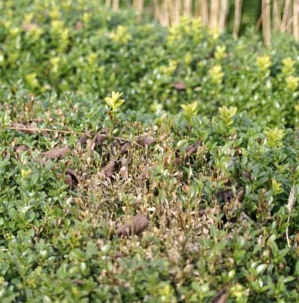 Buxus ziekte