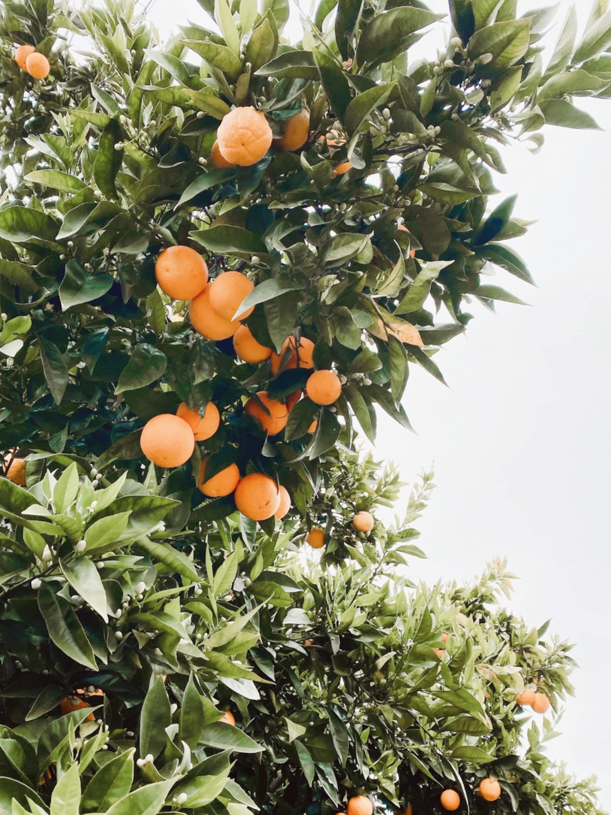 zo verzorg je citrusplanten en krijg je met een beetje geluk zelfs vruchtena