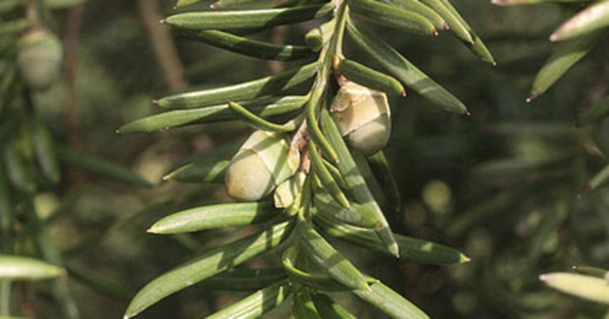 Taxus planten: zo krijg je een dichte taxushaag | vtwonen