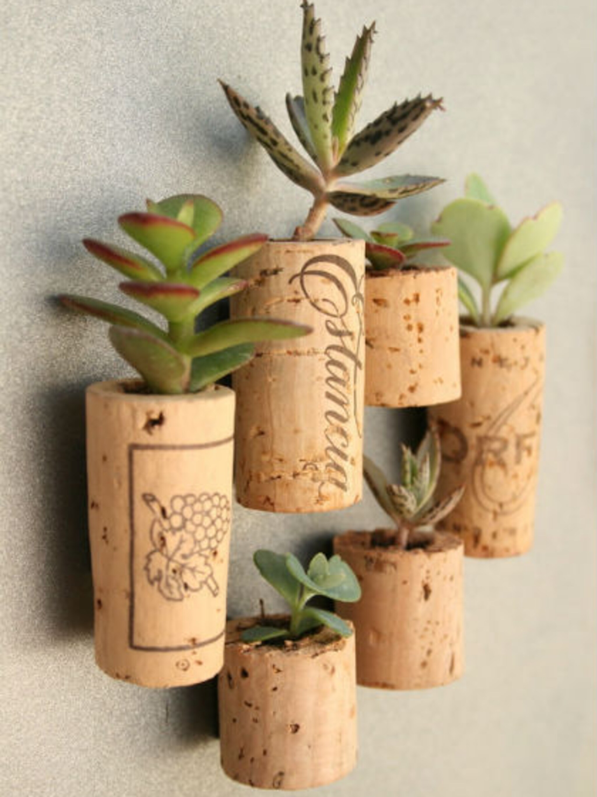 planten in een kurk