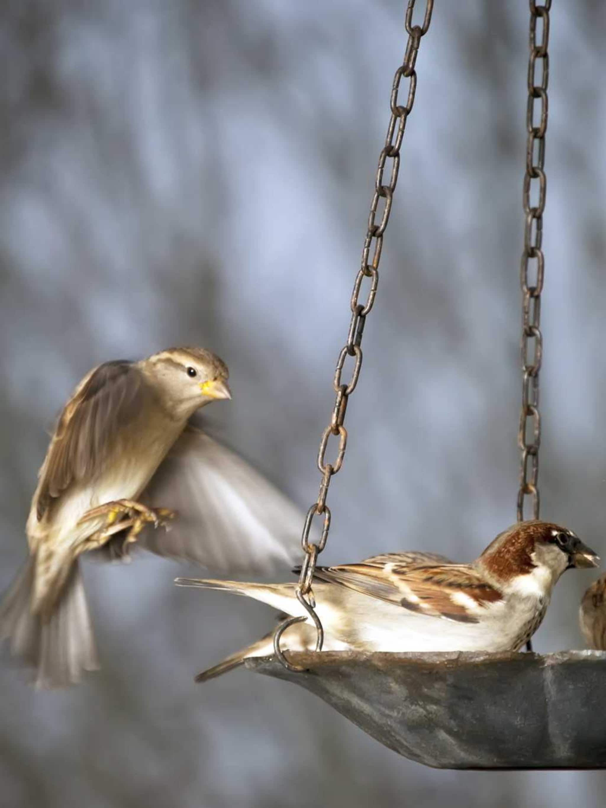 de beste tips om vogels te voeren tijdens de winter