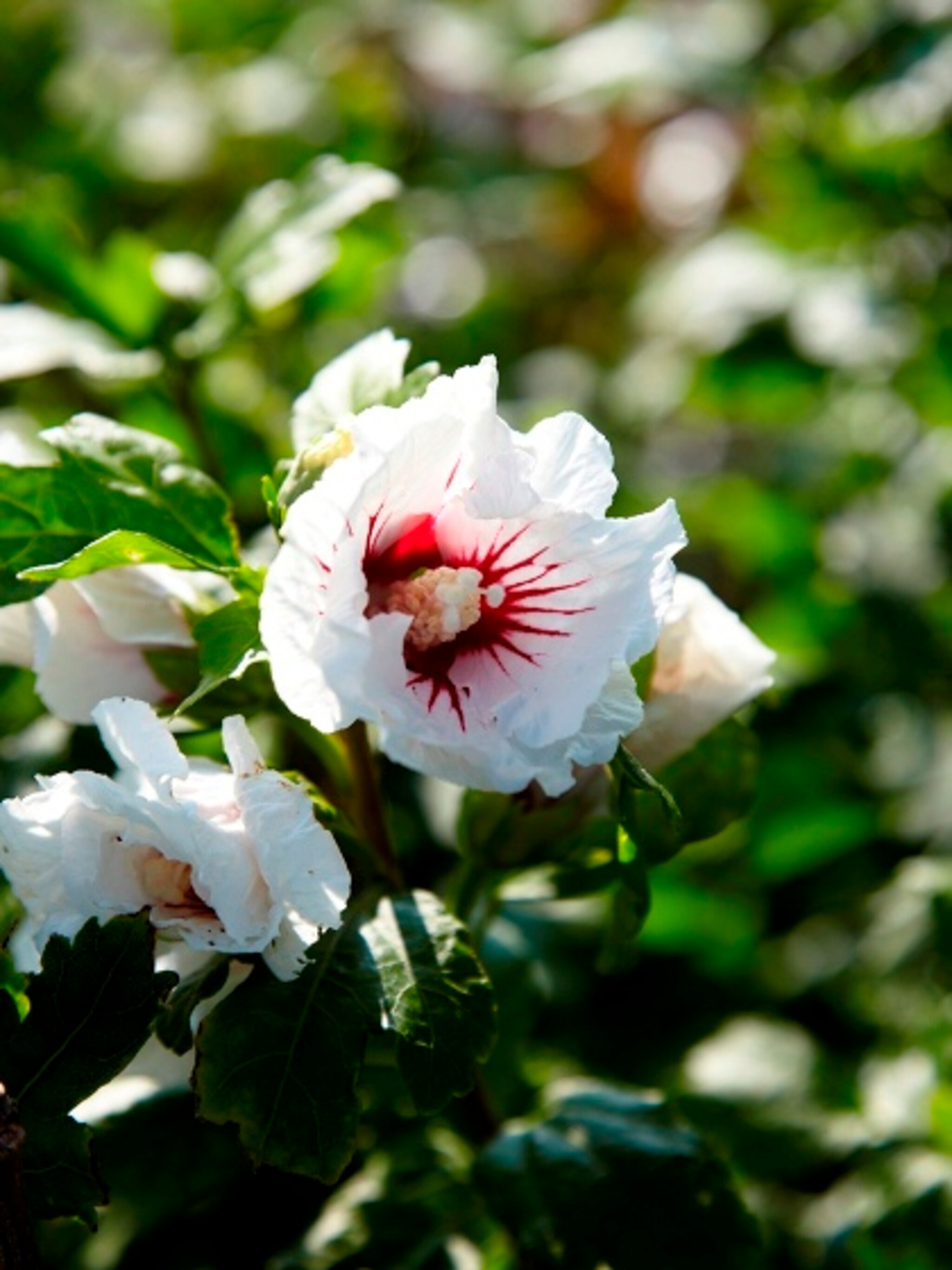 hibiscus