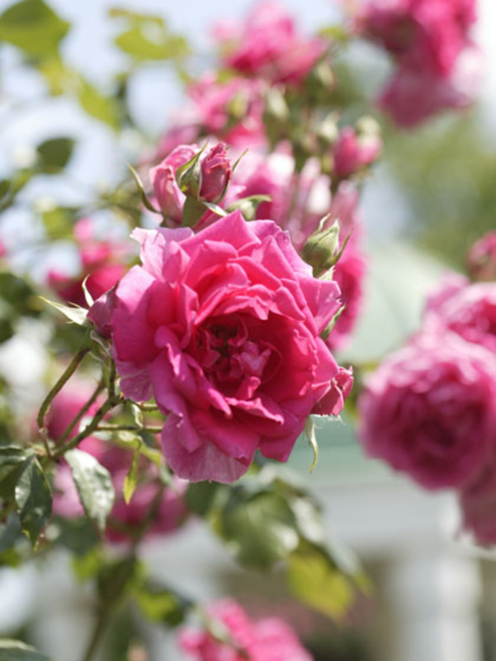 rozen planten