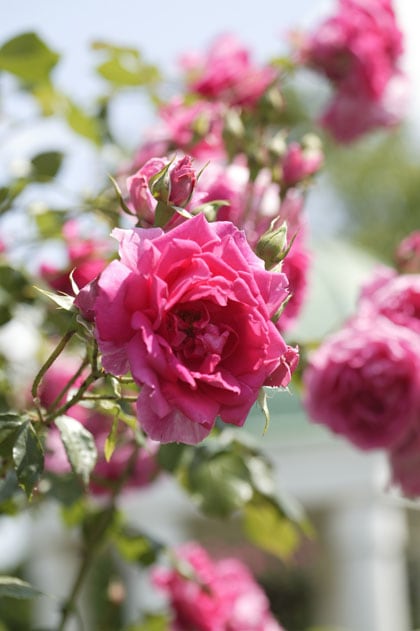 Rozen planten