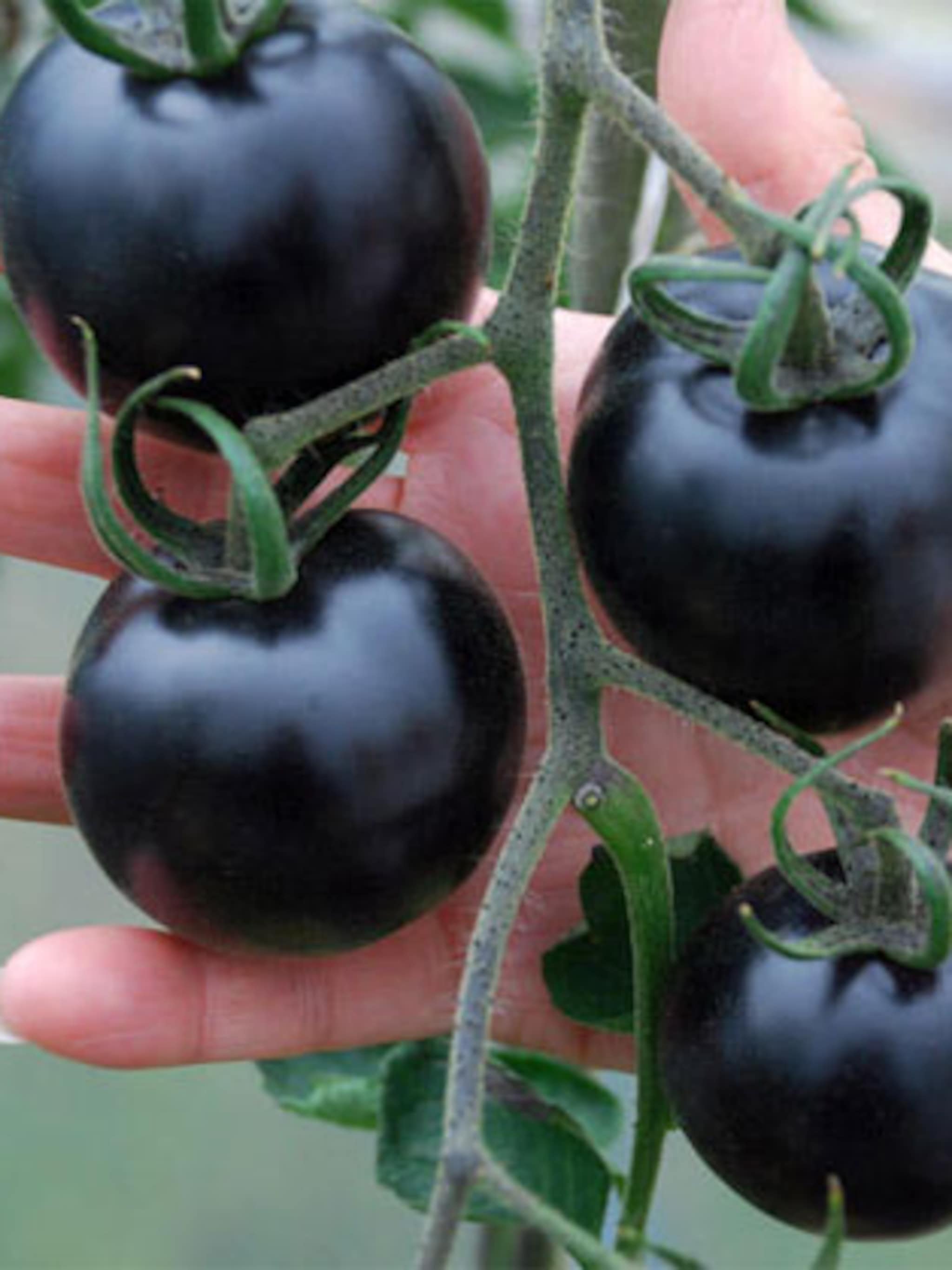 zwarte tomaten